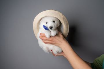Female hands holding white puppy in hat who holds blue flower and looking at the camera