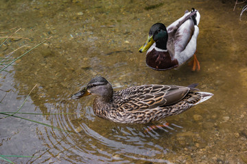 Stockenten Paar im Wasser