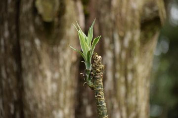 small spider on a branch