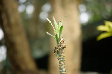 green leaves on a branch