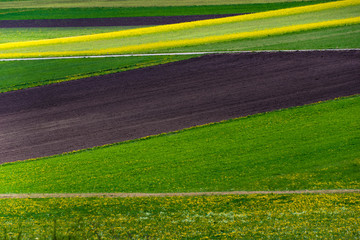 Acker und Rapsfeld im Frühling