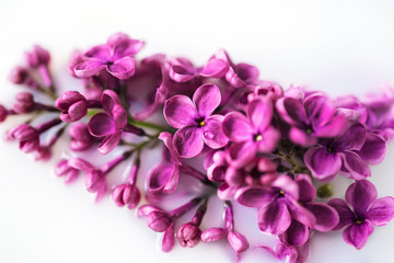 Fototapeta na wymiar Lilac flower closeup on white background. Macro lilac branch in light water or milk. Bushes Flowers in High-key. Purple spring blossom of syringa. Beautiful bouquet of spring lilac. Soft focus