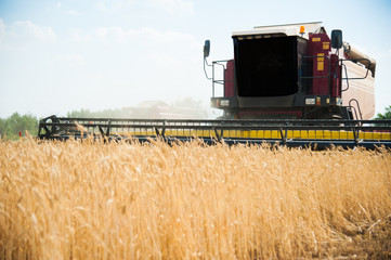 Fototapeta premium Combine harvesters in a field of wheat