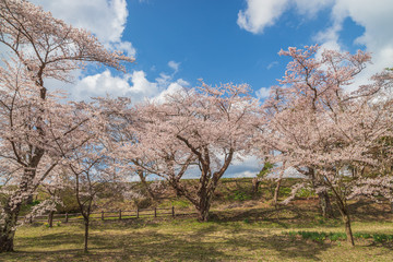 Fototapeta premium spring in the park