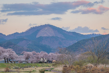 Naklejka premium spring in the park
