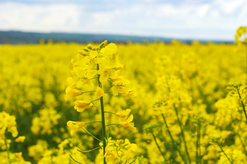 Obraz premium rapeseed bloom in the field in early spring