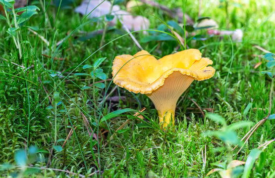 Chanterelle Mushroom Growing Among Green Grass