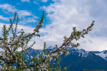 Apfelbaum Blüte im Frühling