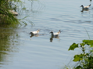 птицы на воде