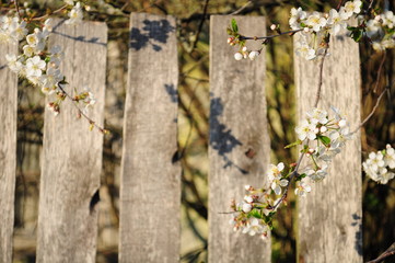 background, blooming cherry branches on a background of a wooden fence
