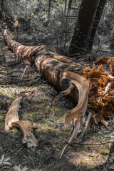 Umgestürtzer Baum, Windwurf