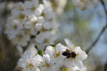 spring background. flowering branches of cherries and bee