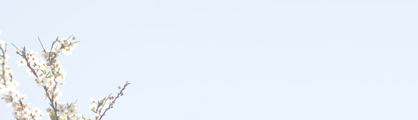 spring background. flowering branches of cherries and bee