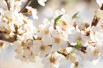 spring background. flowering branches of cherries and bee