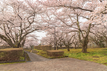 Obraz premium spring in the park