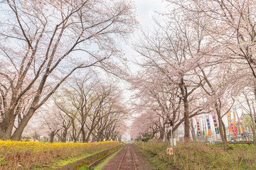 Obraz premium spring in the park