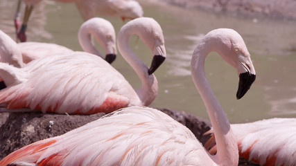 Flamingos roosting on nest in the hot sun next to pond.