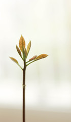 small avocado plant