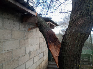 A windbroken apricot tree fell on shed and broke the roof. © FOlga
