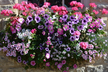 Colourful window box full of pink and purple  summer flowers including petunias and pelargoniums