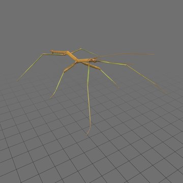 Stick insect 3