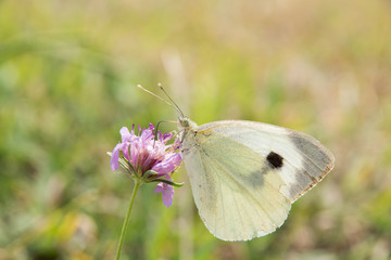 butterfly on a flower