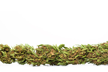 Dry cannabis bud isolated ob white background. Marijuana bud isolated on white background.