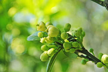 ボンタンの花とつぼみ　鹿児島県出水市