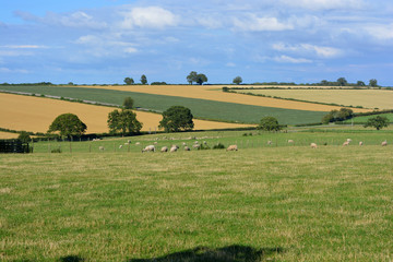 Fototapeta premium Agricultural landscape over farmland with sheep in the summer, Gilling East, North Yorkshire, England