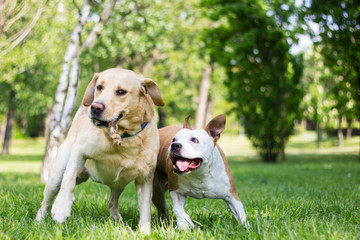  Two happy dog friends in the park playing