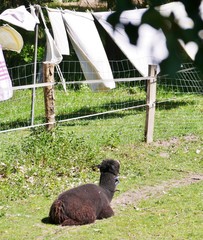 Lama sitzt unter Wäscheleine