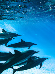Dolphin Formation © Tanner