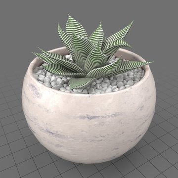 Succulent in planter 1