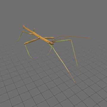 Stick insect 2