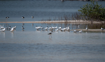 Black Necked Stilt