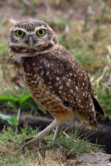 close up de uma Burrowing Owl andando no gramado