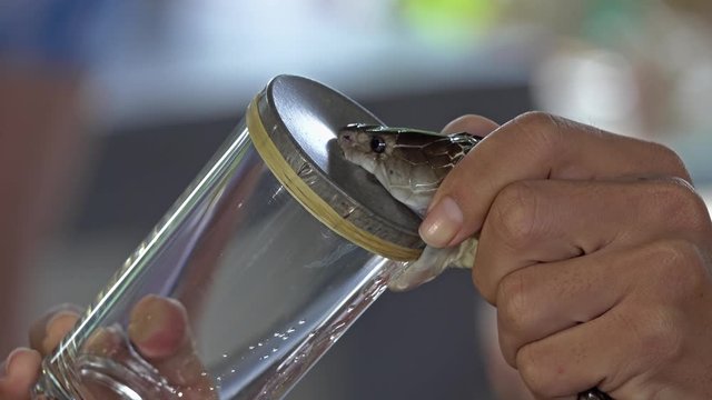Demonstration of King Cobra snake bite a glass and poisoning by experts, 4k