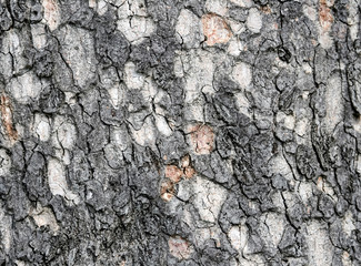 Texture of the bark of an African deciduous tree.