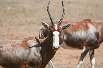 Wild male African Antelope, blesbok, looks at the camera.