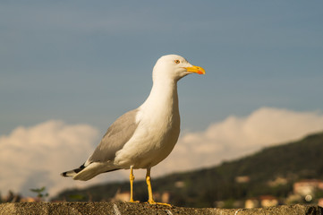 seagull on a rock