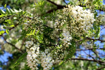 Fiori di Robinia pseudoacacia crescono in una giornata di sole