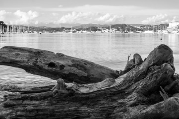 dead tree on the shore