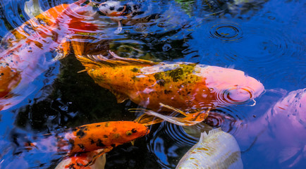 fish koi in aquarium