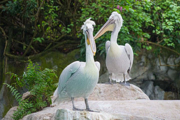 岩場に立つホシバシペリカン