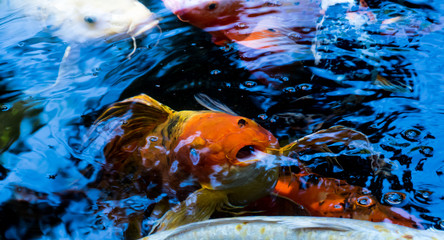 Peces en el estanque