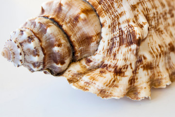 seashell isolated on white background