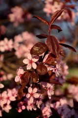 różowe kwiaty © Piotr Łaskawski