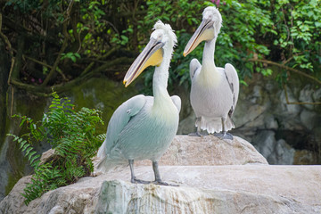 ジャングルに潜むワニ（マレーガビアル）