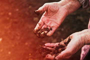 Old hardworking grandmother's hands in the ground close-up. Wrinkles on old dirt-stained hands. Old grandmother cultivating the soil. People and nature. Human contribution to the environment. 