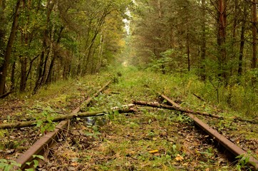tory przez las © Piotr Łaskawski